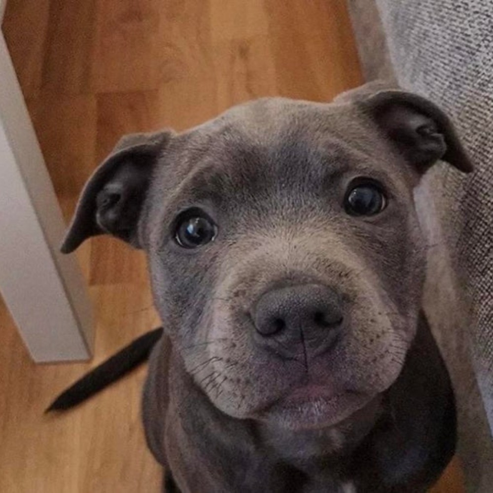 Meet your Posher, Posh